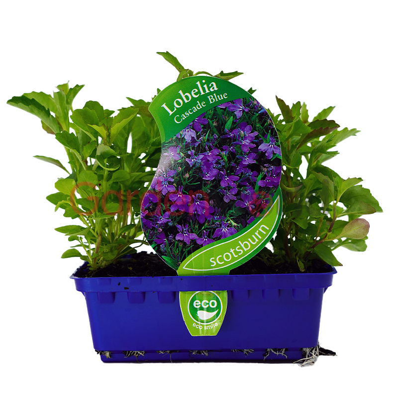 Lobelia Cascade Blue Punnet
