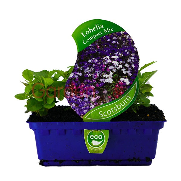 Lobelia Compact Mix Punnet