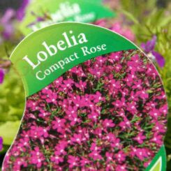 Lobelia Compact Rose Punnet