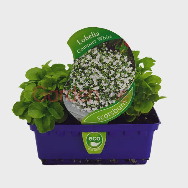 Lobelia Compact White Punnet