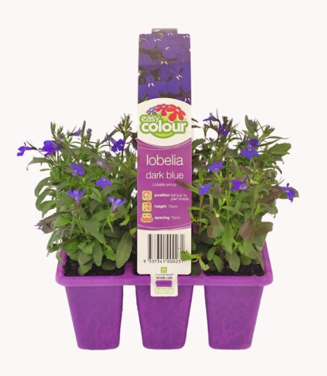 Lobelia Dark Blue