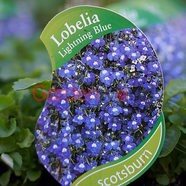 Lobelia Lightning Blue Punnet