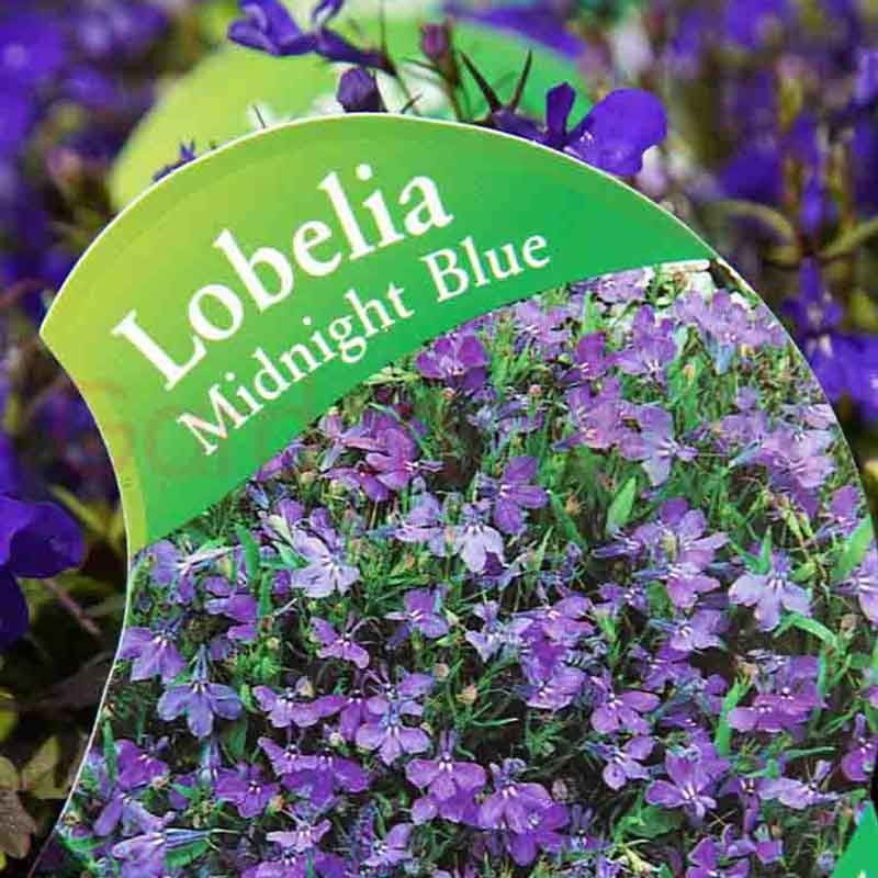 Lobelia Midnight Blue Punnet