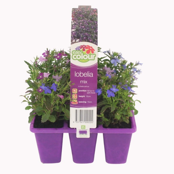 Lobelia Mix