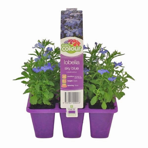 Lobelia Sky Blue