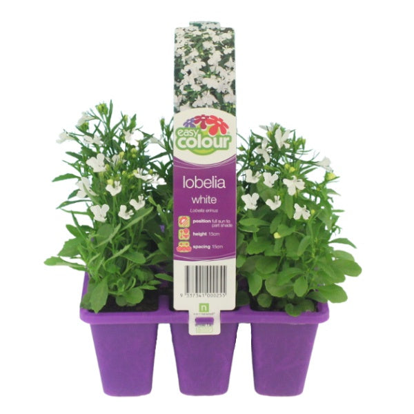 Lobelia White