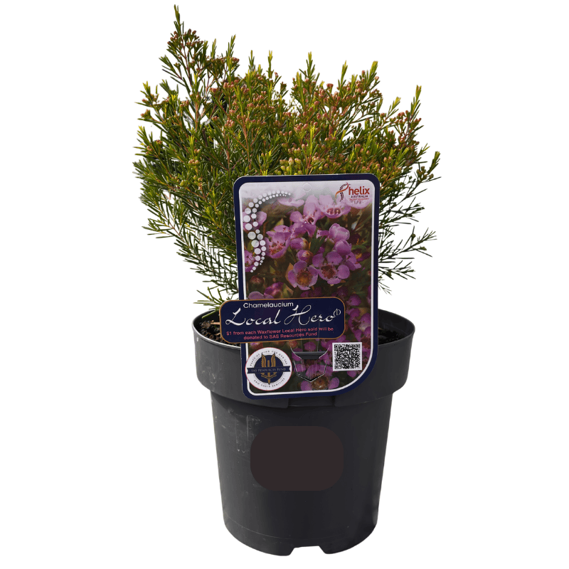 Chamelaucium 'Local Hero' 18cm