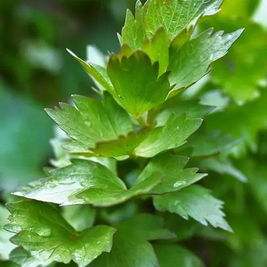 Lovage 10cm