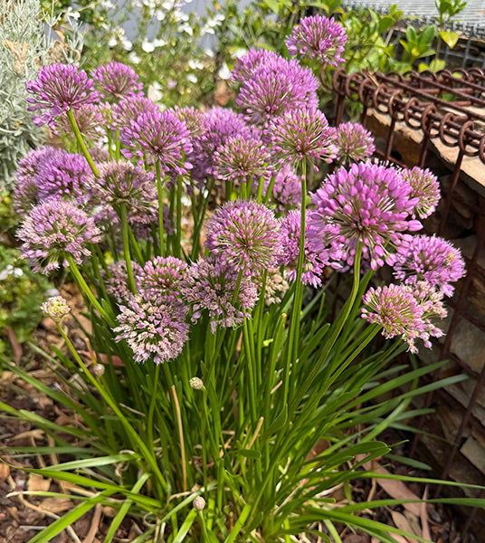 Allium Luna 14cm