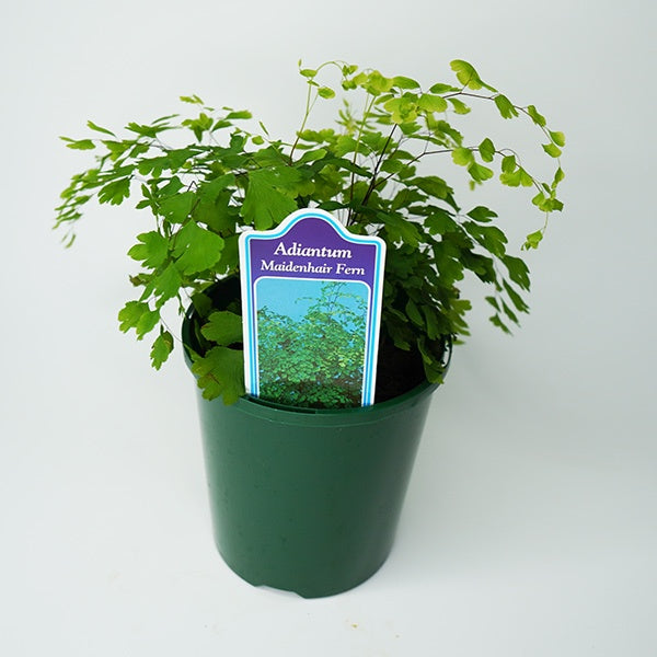 Adiantum Assorted 12cm