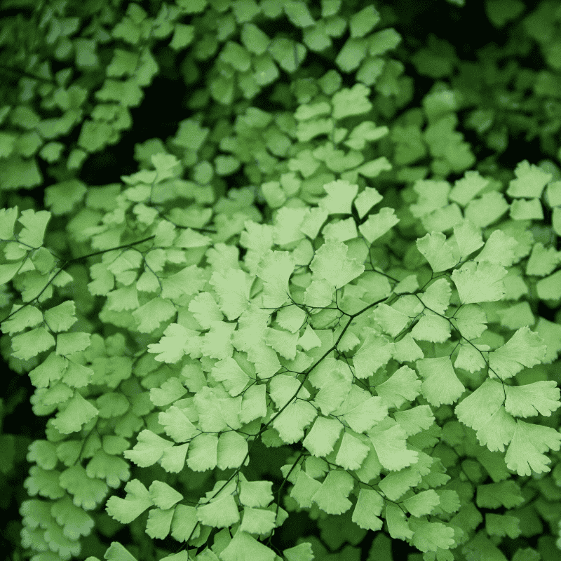 Maidenhair Fern - Adiantum 17cm