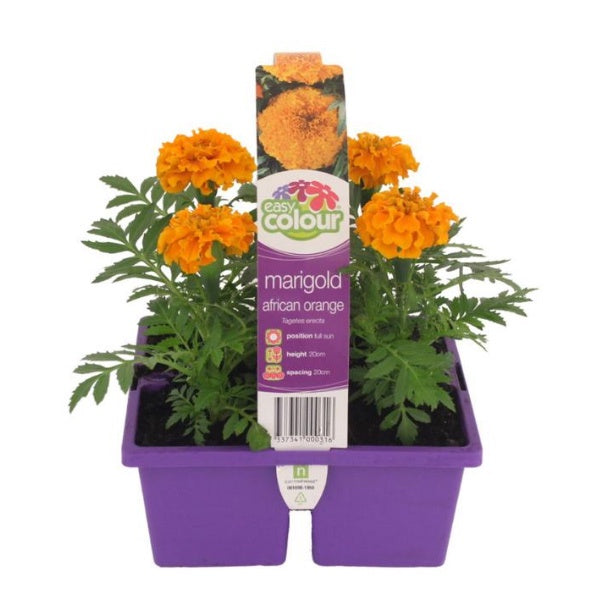 Marigold African Orange