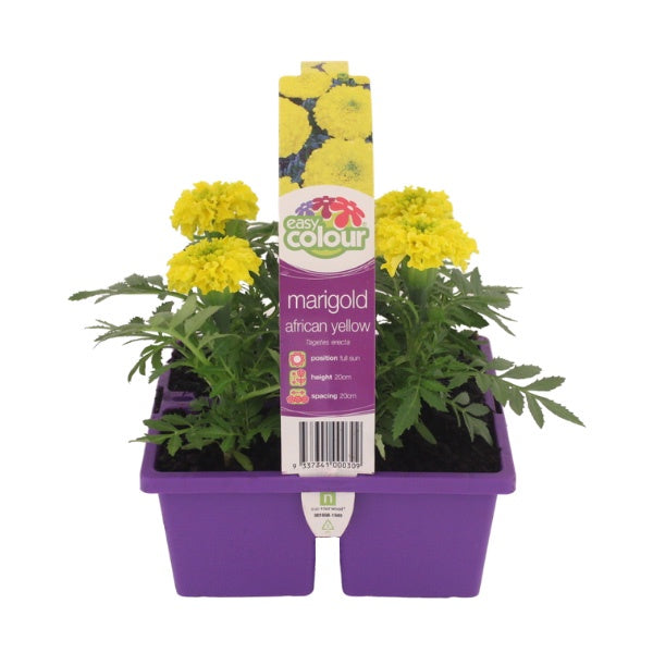Marigold African Yellow