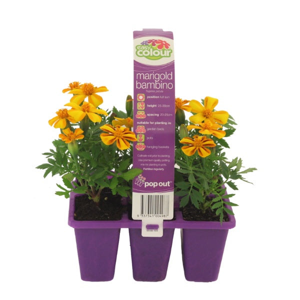 Marigold French Bambino