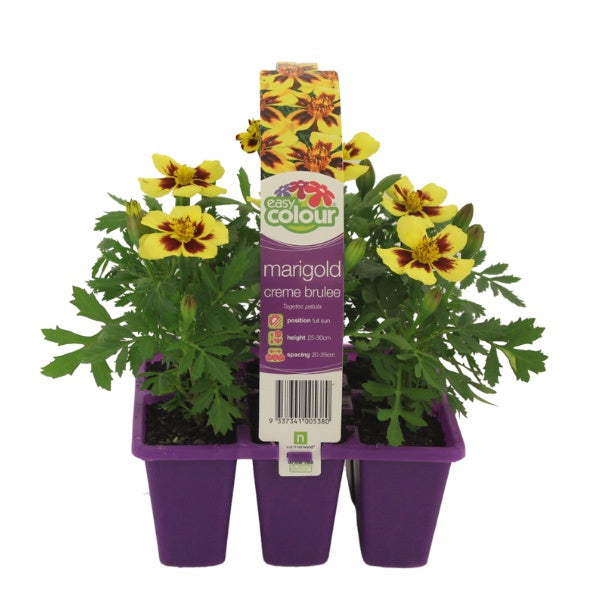 Marigold Creme Brulee