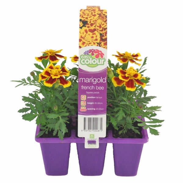 Marigold French Bee