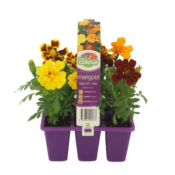 Marigold French Mix