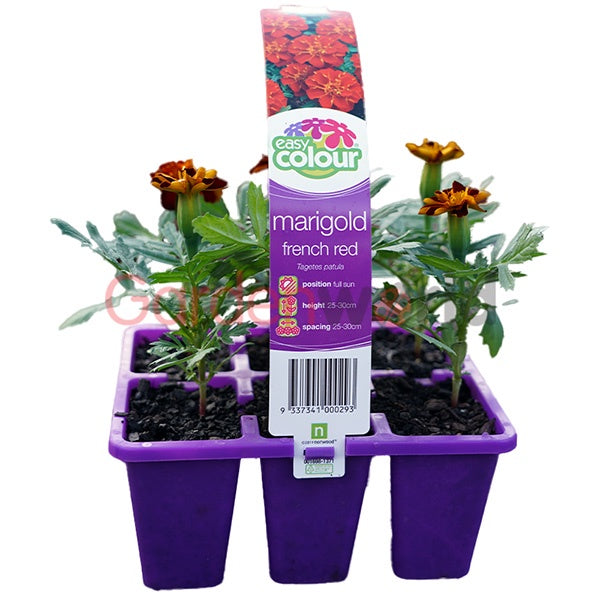 Marigold French Red