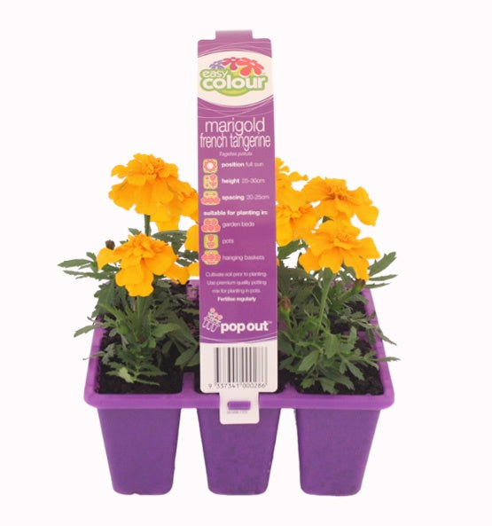 Marigold French Tangerine