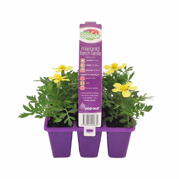 Marigold French Vanilla