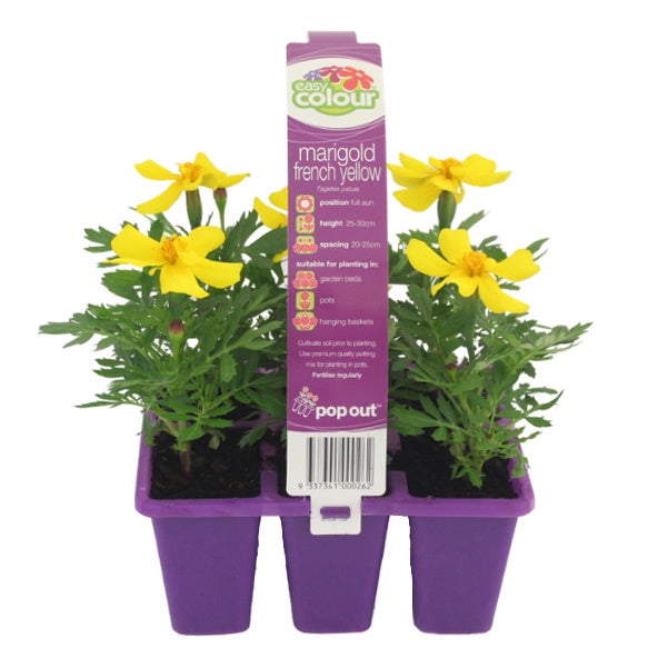 Marigold French Yellow