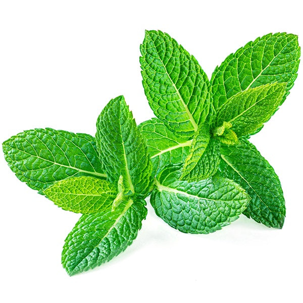 Mint Seeds