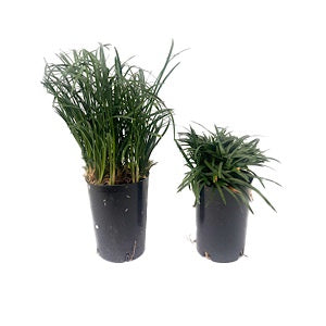 Mondo Green 7cm Tube