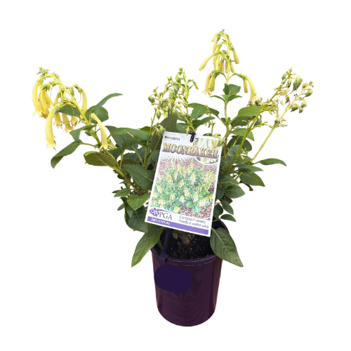 Phygelius Moonraker 14cm