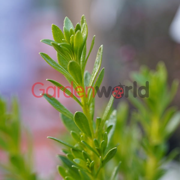 Myoporum 'Broad Leaf' 14cm