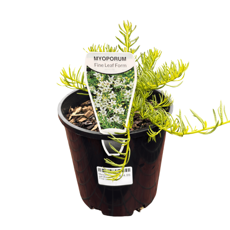 Myoporum parvifolium 'Fine Leaf' 14cm