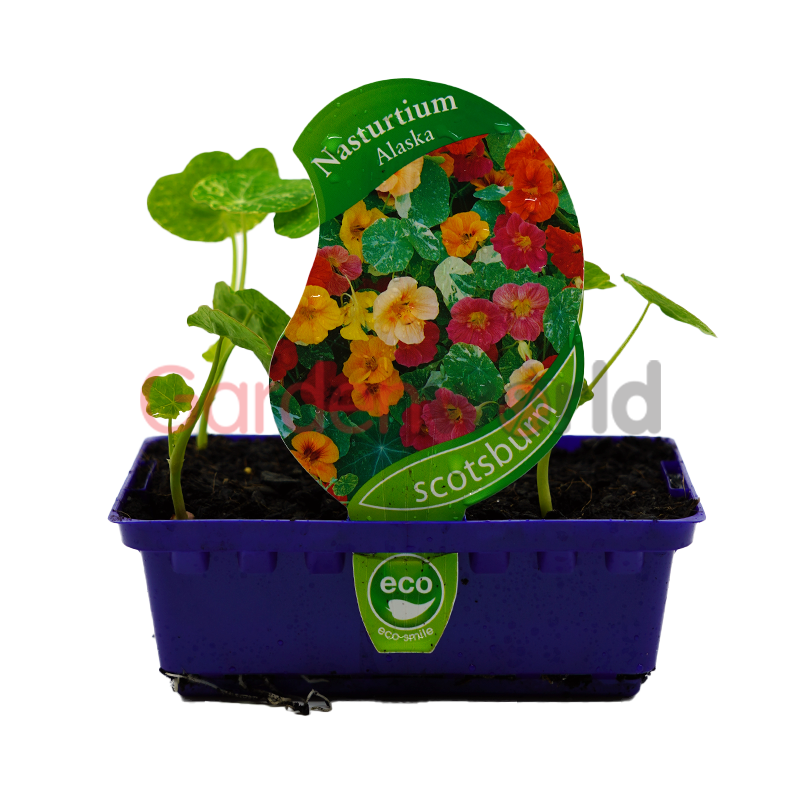 Nasturtium Alaska Punnet