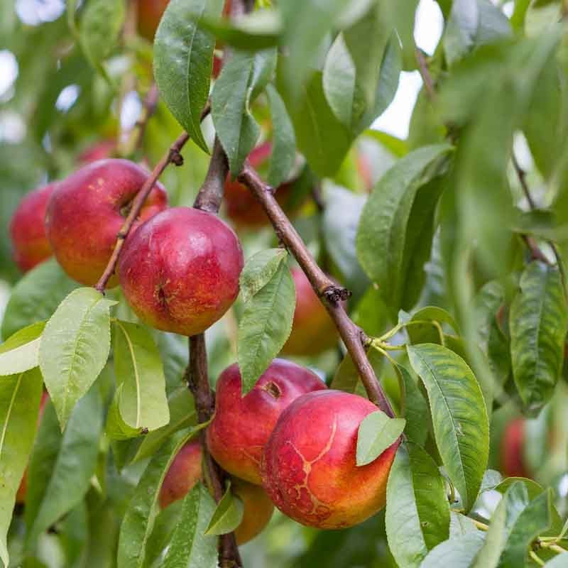 Nectarine Goldmine