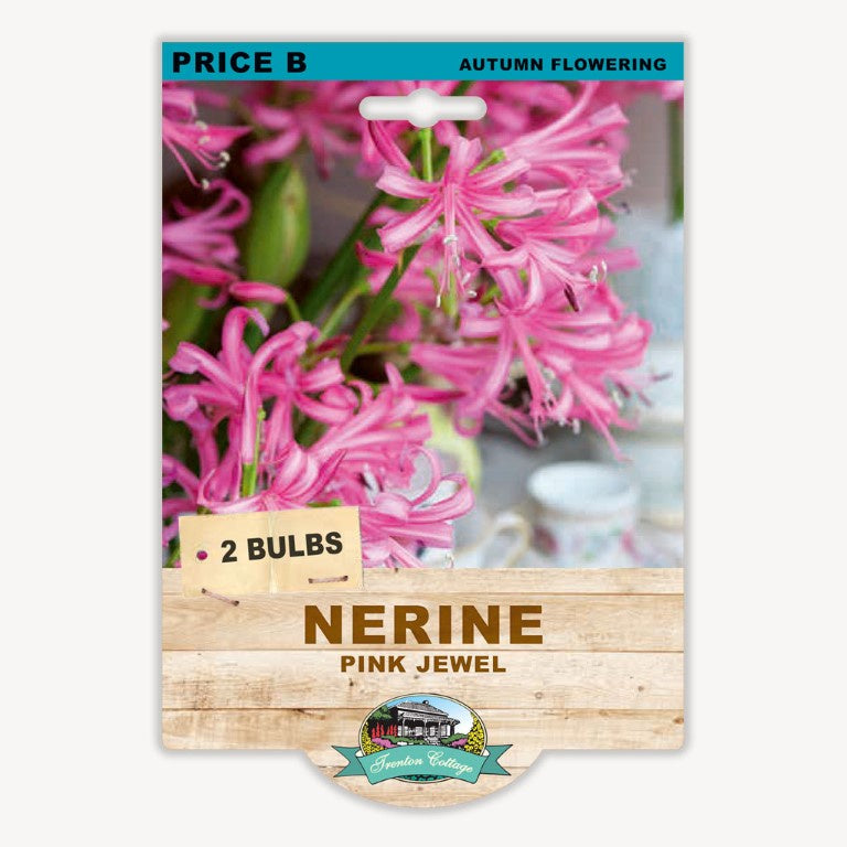 Nerine Pink Jewel - 2 Bulbs