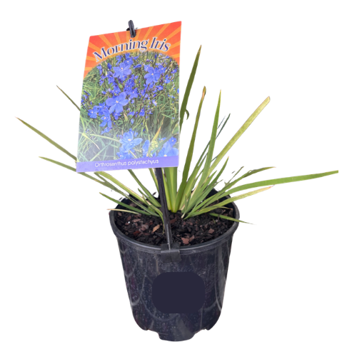 Orthrosanthus polystachyus 'Morning Iris' 14cm