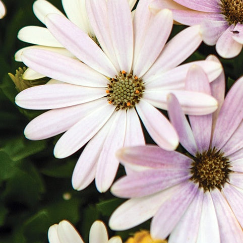 African Daisy 'Spring Day' 14cm