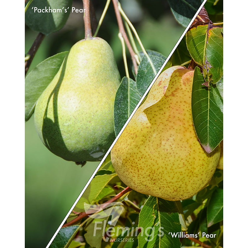 Pear 2 Way 'Packham's' / 'Williams'