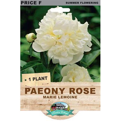 Peony Rose Marie Lemoine - 1 Plant
