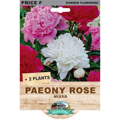 Peony Rose Mixed - 2 Plants