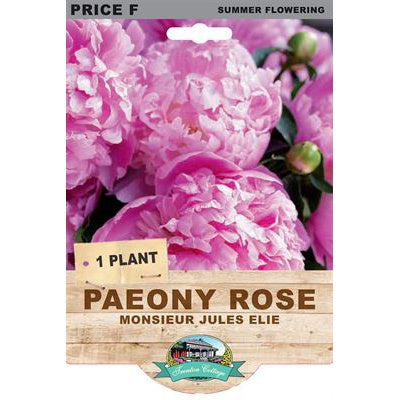 Peony Rose Mon Jules Elie - 1 Plant