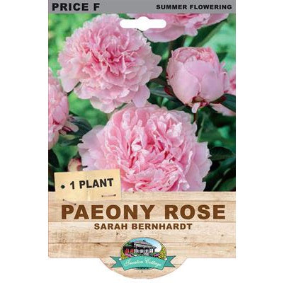 Peony Rose Sarah Bernhardt - 1 Plant