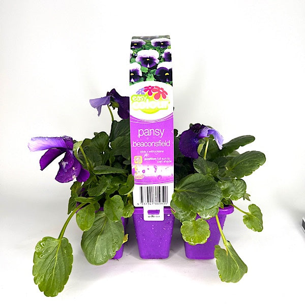 Pansy Beaconsfield