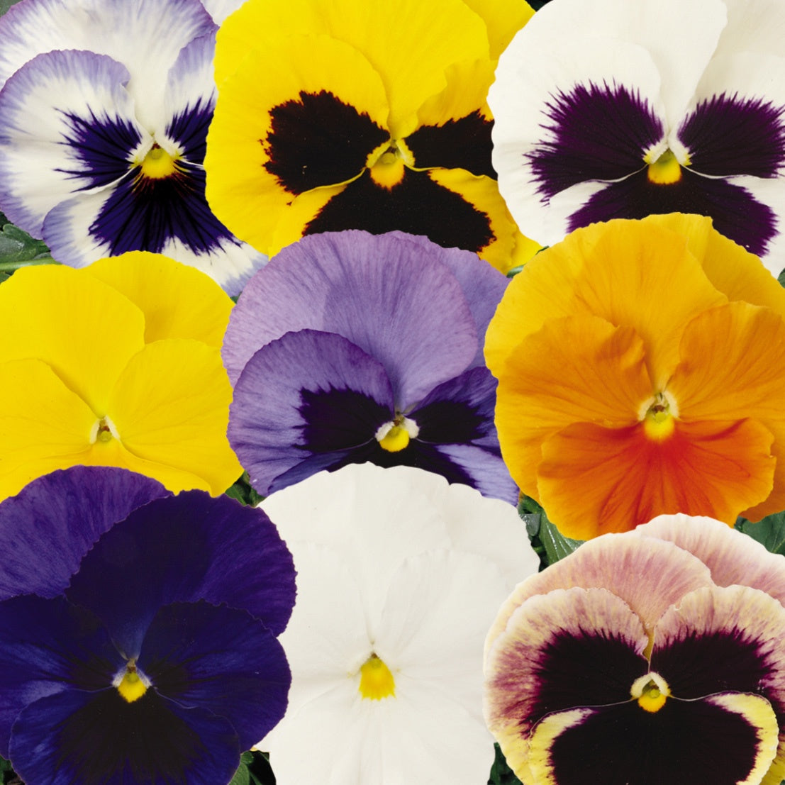 Pansy Full Mix