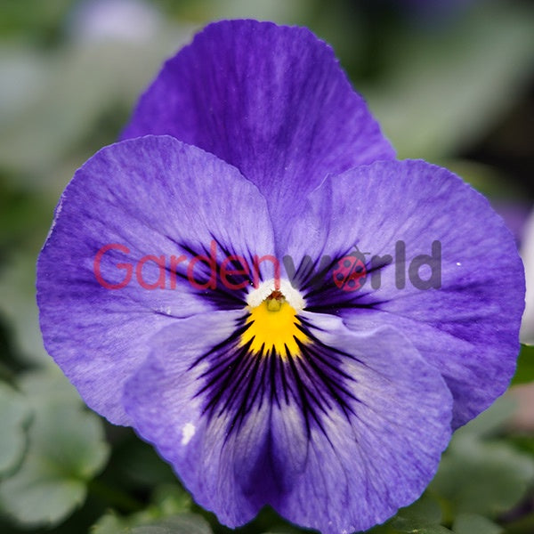 Pansy Lavender Shades