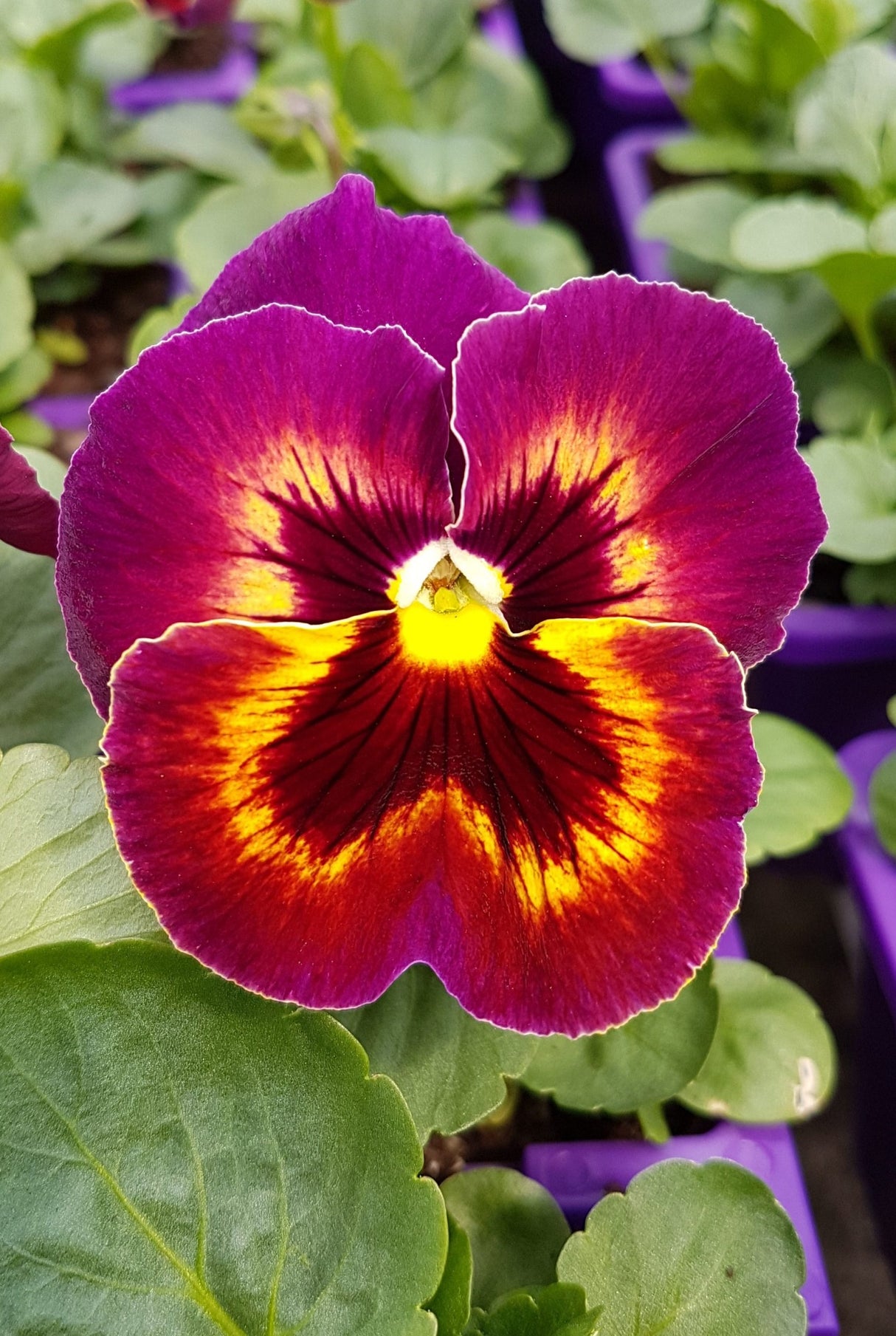 Pansy Midnight Sun