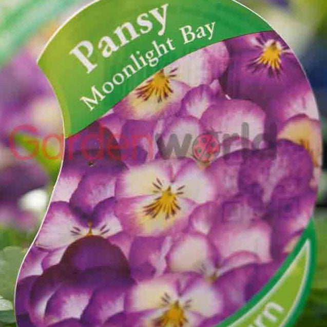 Pansy Moonlight Bay