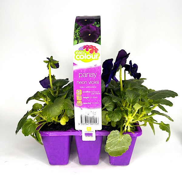 Pansy Neon Violet