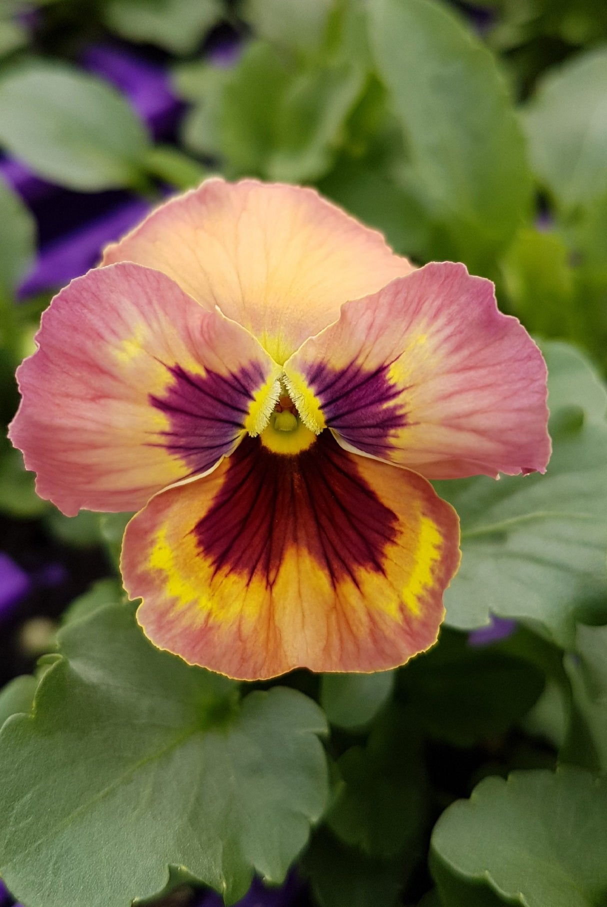 Pansy Persian Surprise