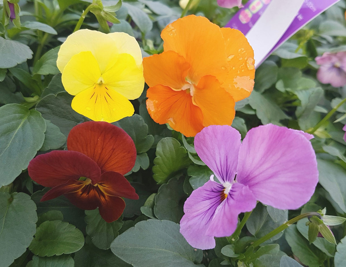 Pansy Petite Hawaiian
