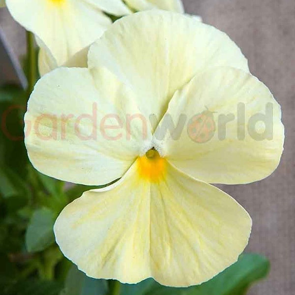 Pansy Clear Primrose