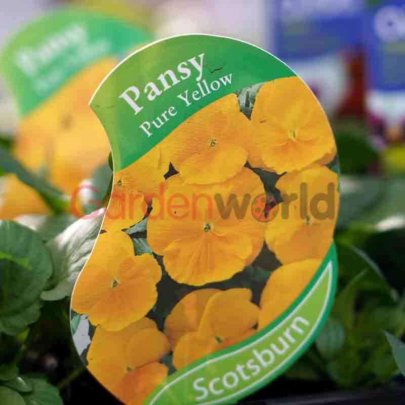 Pansy Pure Yellow Punnet